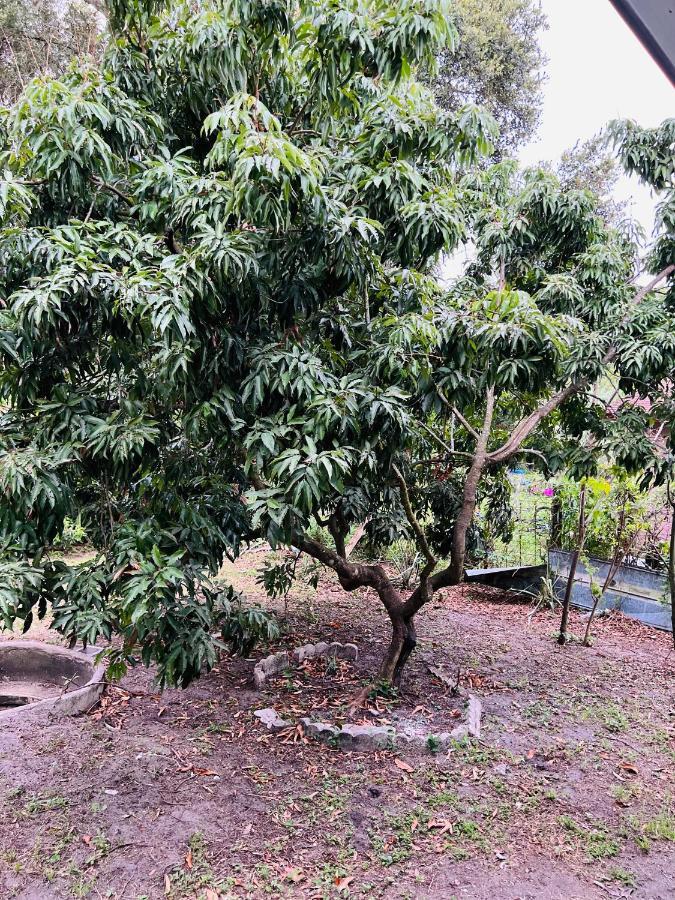 3Bdrm Fruit Tree Home Near Downtown ออร์ลันโด ภายนอก รูปภาพ